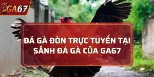 đá gà đòn