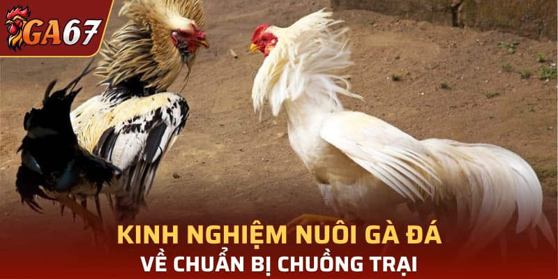 Kinh nghiệm nuôi gà đá về chuẩn bị chuồng trại 