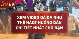 video gà đá