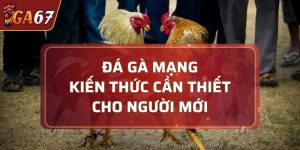 đá gà mạng